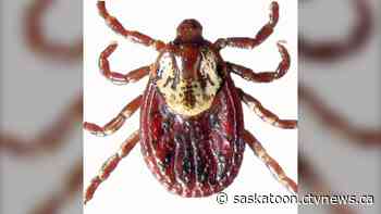 Here's why you might be seeing more ticks in Saskatoon this spring - CTV News Saskatoon