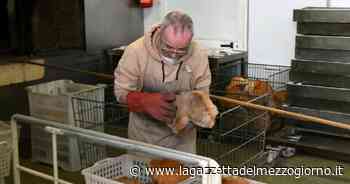 Matera città del pane, ma nessuno vuole più farlo - La Gazzetta del Mezzogiorno