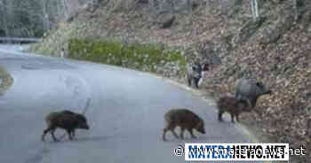 Matera, emergenza cinghiali: "Le gabbie non servono, ora bisogna solo agire"! La denuncia - Matera News