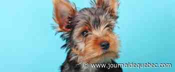 Ontario: une opération d’importation d’armes interrompue par un Yorkshire