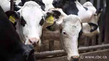 New Zealand targets supply management system to get better access to Canada's dairy market