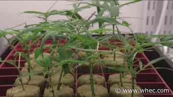 100-200 NY businesses expected to be able to legally sell marijuana by end of 2022