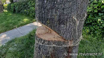 Vandalen vernielen twee monumentale eiken in Hoogland, boom dreigt om te vallen - RTV Utrecht