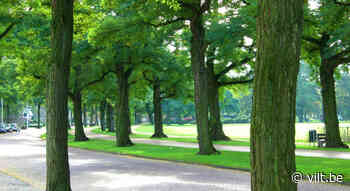 Eén oude boom heeft positievere effecten op gezondheid - Vilt