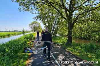 Brandweer redt kat uit hoge boom in Krimpen aan den IJssel - RTV Krimpenerwaard