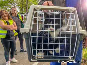 Poes Sikke zit vast in de boom in Nijega - WâldNet
