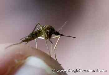 Edmonton looks to use dragonflies, bats, natural methods to control mosquitos - The Globe and Mail