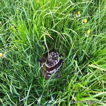 Kitzrettung Hamminkeln: Sie retten Bambis vor dem Mäher - Radio K.W.