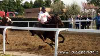Palio di Fucecchio, 46 cavalli iscritti alla previsite per le corse di selezione - IlCuoioInDiretta - IlCuoioInDiretta