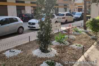 Verde pubblico, aiuola adottata da un privato in via Enrico de Nicola - TraniViva
