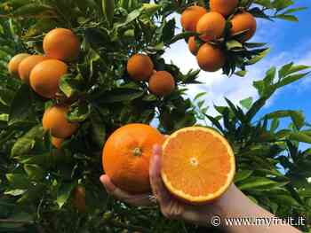 Catania: dall'agrumeto della mafia le marmellate degli studenti - Myfruit.it