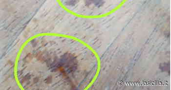 Catania: centro storico invaso da ratti - La Sicilia