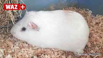 Witten: Meerschweinchen Speedy sehnt sich nach Artgenossen - WAZ News