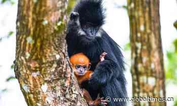 Francois' leaf monkeys in Mayanghe National Nature Reserve, SW China - Global Times