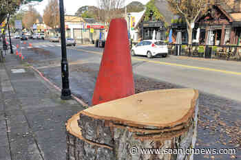 Crews tackle tripping hazards with tree removal on Oak Bay Avenue - Saanich News