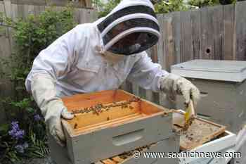 Hives at risk: Victoria honeybee hobbyist laments cool Vancouver Island spring - Saanich News