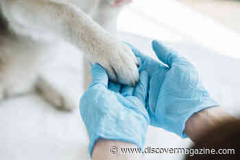 Researchers Try to Understand High Suicide Rate Among Veterinarians