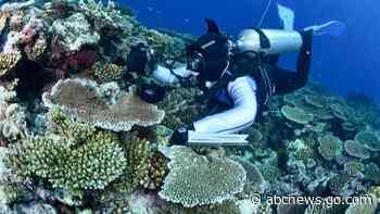 Most Great Barrier Reef coral studied this year was bleached