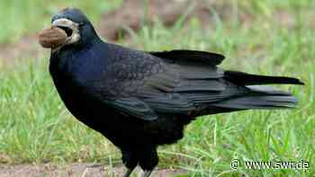Krähen-Plage in Ulm und Neu-Ulm: Hunderte Vögel nisten in Innenstädten - SWR Aktuell