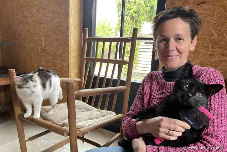 Kapster Lydia (39) neemt nu ook katten onder handen: “Een relatief nieuw beroep en vrij uitzonderlijk in de streek”
