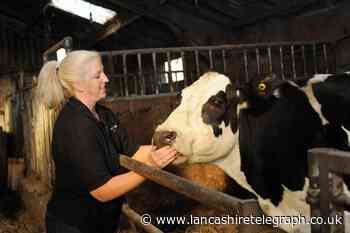 Growing Blackburn family farm needs new sheds for cattle