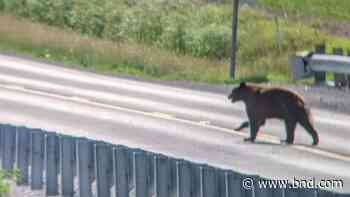 Metro-east sightings of black bears, big cats were common during the summer of 2021 - Belleville News-Democrat