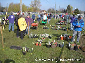 Fergus and District Horticultural Society plant sale returns - Wellington Advertiser