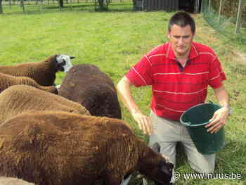 Schapenwol wordt verzameld in Brakel – NUUS - NUUS