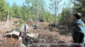 Vom Aussterben bedroht: Auerwild soll in Bad Wildbader Wäldern angesiedelt werden