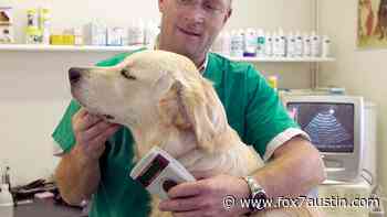 Austin Animal Center holding free microchip clinic at Dove Springs Rec Center - FOX 7 Austin