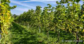 Slechte weersomstandigheden nefast voor Belgische wijnproductie in 2021