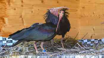 Die ersten vier Mini-Waldrappen sind bereits geschlüpft!