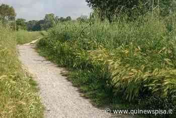"Lungo la ciclabile erba alta più di un metro" - Qui News Pisa