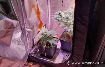 Sessantenne denunciato per due piantine di marijuana e due etti di erba nei barattoli - Umbria 24 News