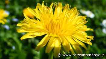 Tarassaco: usi, benefici per la salute e ricette. L’erba spontanea che piace a tutti - Orizzontenergia