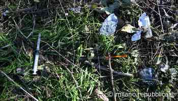 Bosco della droga di Lainate, condannata la banda: 18 anni al capo e migliaia di clienti identificati - La Repubblica