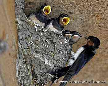 Stunde der Gartenvögel - Kreis Emmendingen - Badische Zeitung