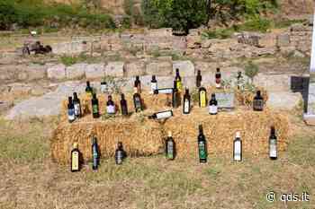 Enna, i migliori oli siciliani si sfidano, si avvicina Morgantinon 2022 - Quotidiano di Sicilia