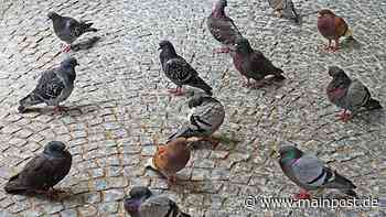 Taubenplage: Dettelbach setzt auf einen Taubenschlag und ein Fütterungsverbot - Main-Post