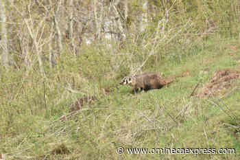 Endangered badger raising family of 3 in developing Cariboo neighbourhood – Vanderhoof Omineca Express - Omineca Express