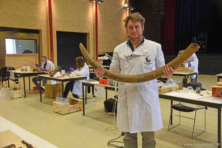 Mammoetbeenderen verhuizen (voorlopig) naar speciaal depot: “Maar we willen ze graag een permanente thuis in Berlare geven”