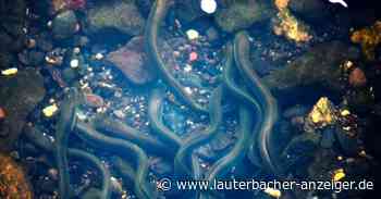 Keine Aale, sondern seltene Bachneunaugen in Lauterbach - Lauterbacher Anzeiger