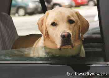 Ottawa Humane Society warning of dangers of leaving pets in hot vehicles - Ottawa.CityNews.ca