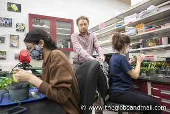 Prominent researchers urge Ottawa to increase top science scholarships above poverty line - The Globe and Mail