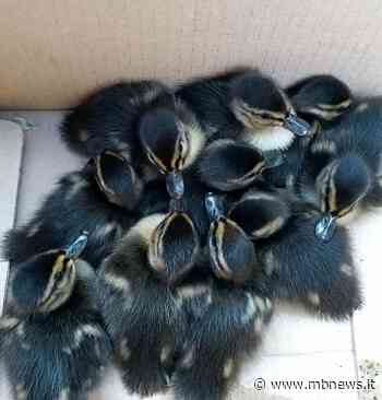 Monza, rocambolesco recupero di una famiglia di germani. Erano finiti vicini ai binari - MBNews