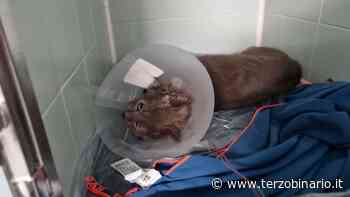 Serve un aiuto per curare Cugino, micio investito a Monza - TerzoBinario.it