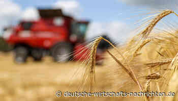 Preis-Hammer: So stark verteuerte sich Getreide seit über einem Jahrzehnt nicht mehr