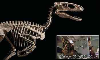 Skeleton of a dinosaur that inspired the 'raptor' in Jurassic Park sells for $12.4 MILLION