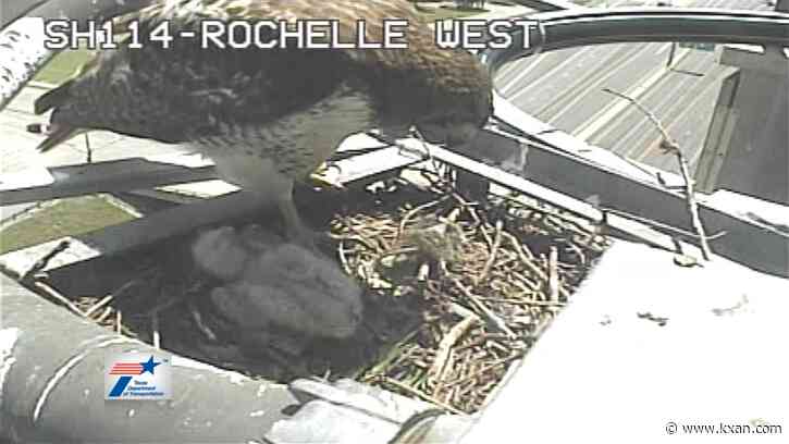VIDEO: Hawk family caught nesting above Texas highway