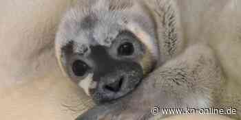 Friedrichskoog: Erster Heuler der Saison aufgenommen